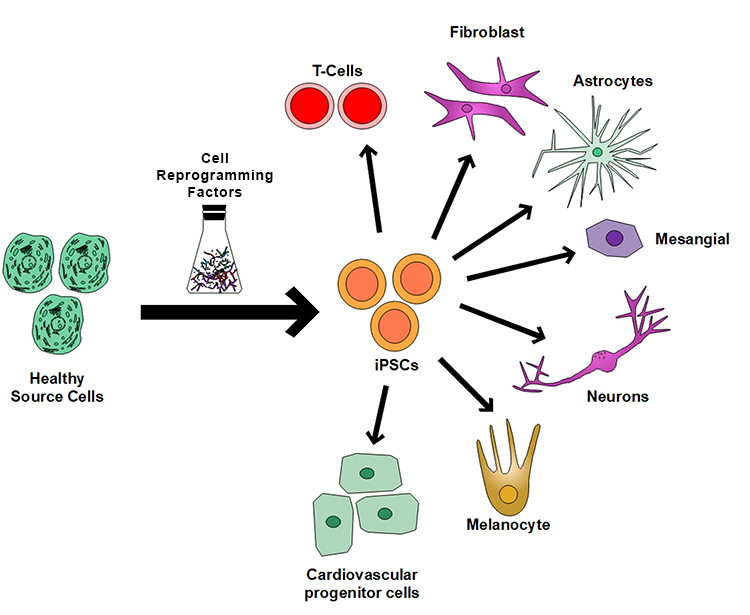 Overcoming the Challenges of Manufacturing Induced Pluripotent Stem ...