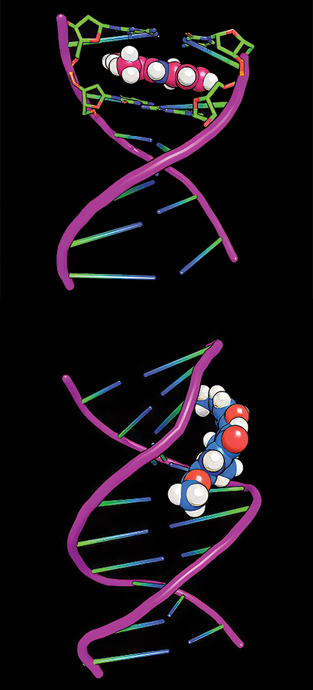 dna pair created using the PyMOL Molecular Graphics System (Version 3.0 Schrödinger LLC).