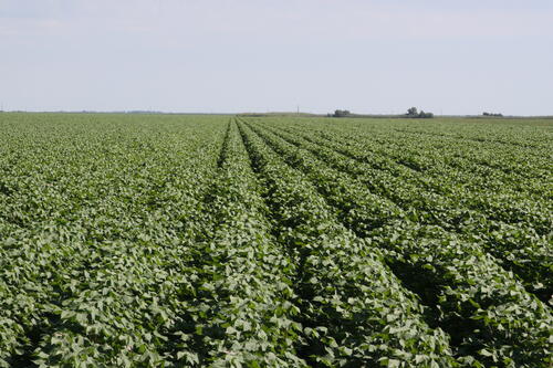 Farm field with crops growing in rows