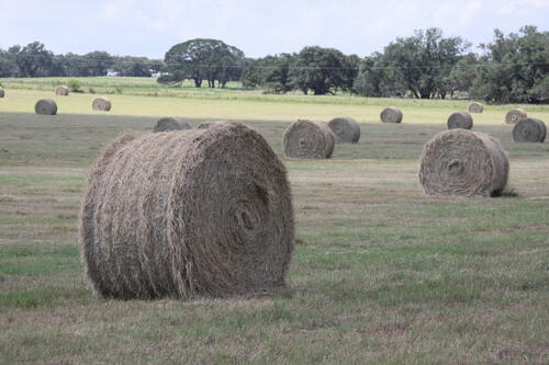 hay bales scattered across a hay field