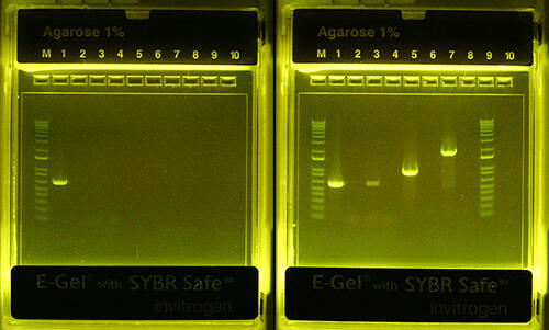 Polymerase chain reaction (PCR) assay to detect a Francisella novicida strain developed as a Tularemia vaccine.