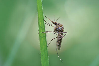 close-up of a mosquito on a blade of grass