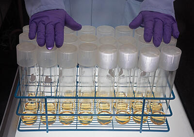 Purple-gloved hands resting on top of  large test tubes in a rack